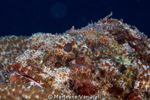 Scorpion Fish close-up by Marteyne Van Well 